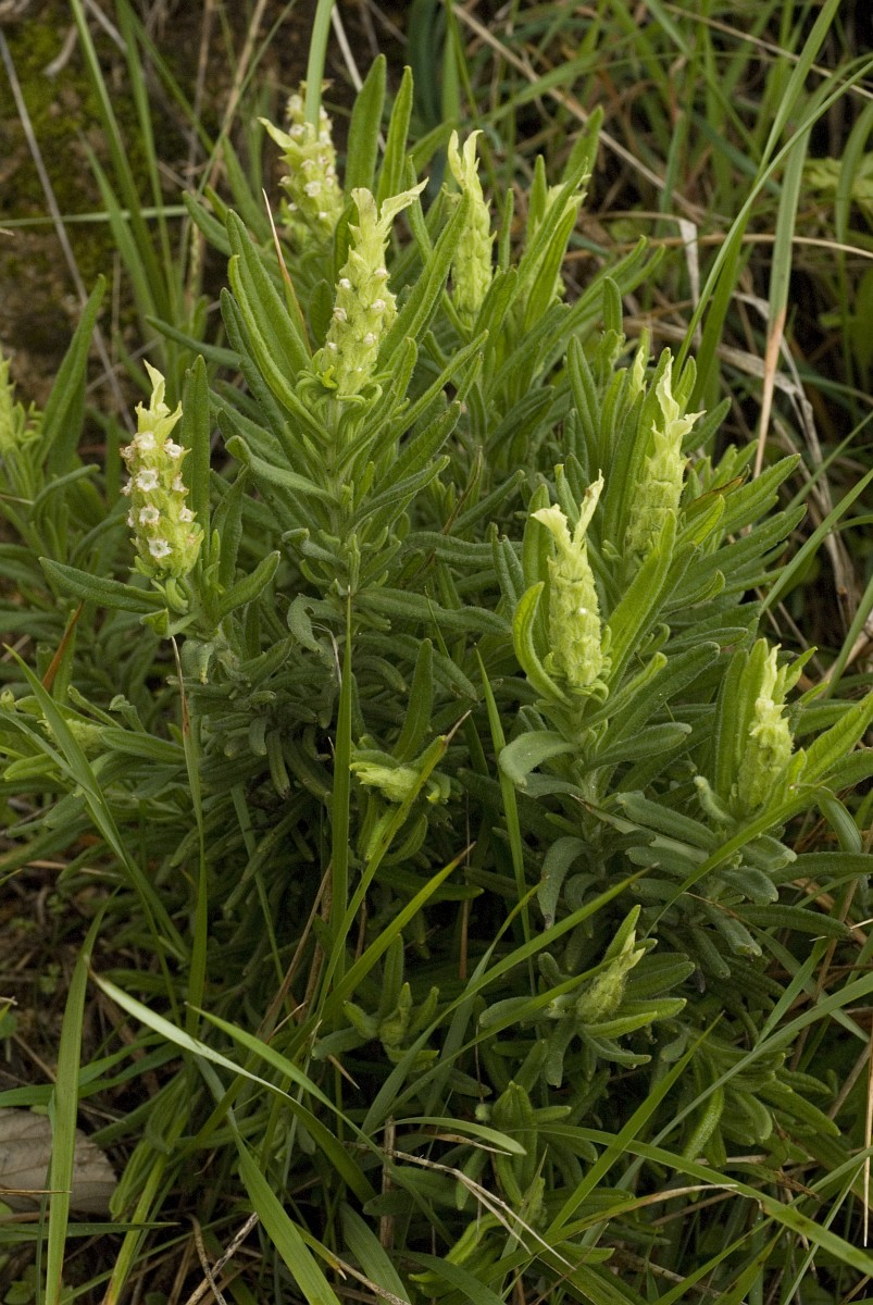 Lavandula viridis